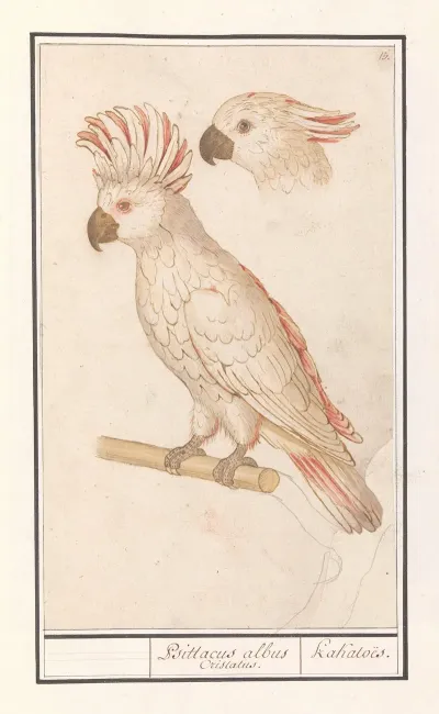 Molukkenkaketoe Cacatua Moluccensis Psittacus Albus Cristatus Kakatoes