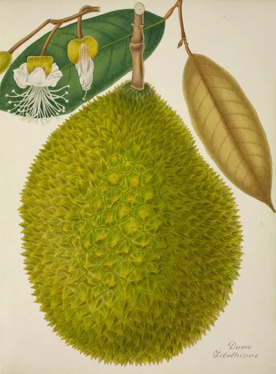 Mon Jardin A Ceylan Pl 127