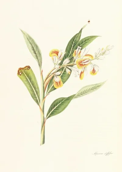 Monandrian Plants