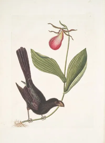 Monedula Tota Nigra The Razor Billed Black Bird Of Jamaica Calceolus C