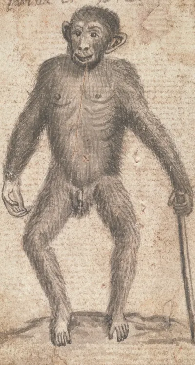 Monkey 5