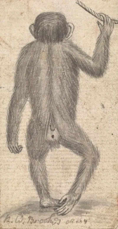 Monkey 6