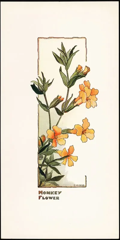 Monkey Flower
