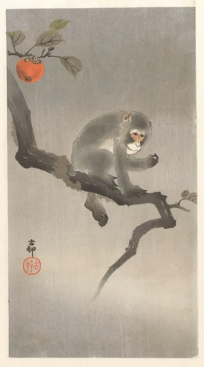 Monkey In Kaki Tree