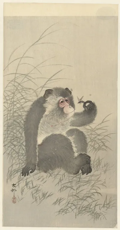 Monkey With Insect