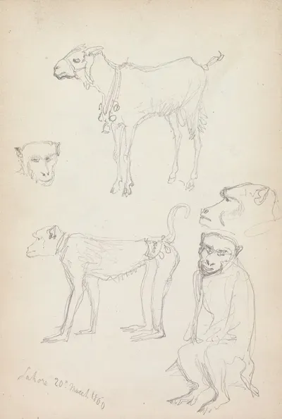 Monkeys And A Goat Lahore