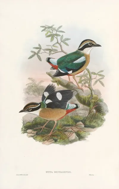 Monograph Of The Pittidae Pl 01
