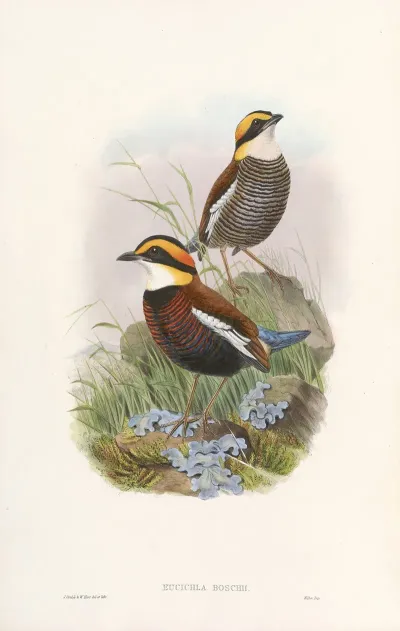 Monograph Of The Pittidae Pl 03