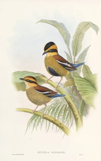 Monograph Of The Pittidae Pl 04