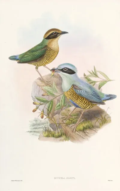 Monograph Of The Pittidae Pl 06