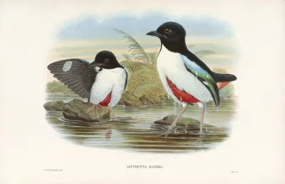 Monograph Of The Pittidae Pl 07