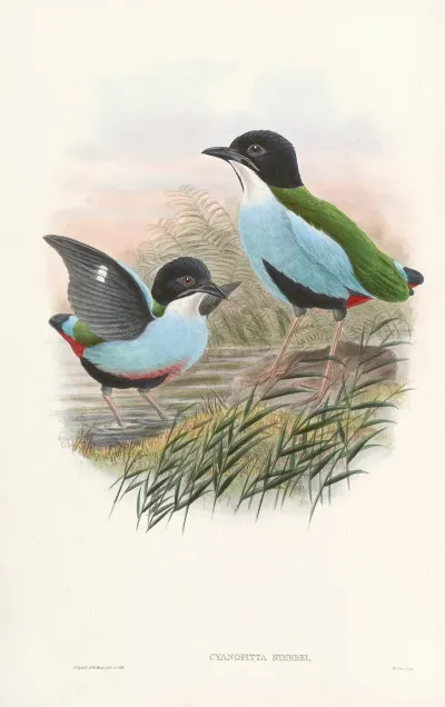Monograph Of The Pittidae Pl 08