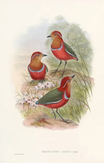 Monograph Of The Pittidae Pl 09
