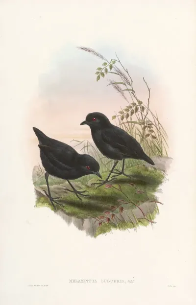 Monograph Of The Pittidae Pl 10