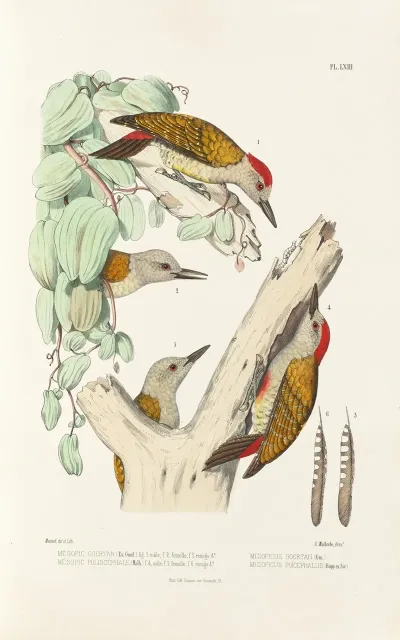 Monographie Des Picidees Pl02