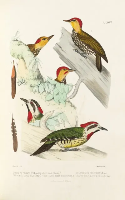 Monographie Des Picidees Pl25