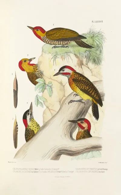 Monographie Des Picidees Pl26