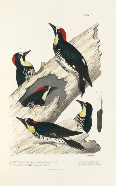 Monographie Des Picidees Pl28
