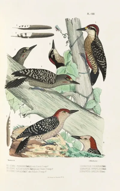 Monographie Des Picidees Pl32