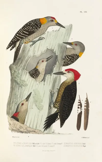 Monographie Des Picidees Pl33