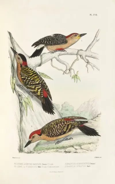 Monographie Des Picidees Pl36