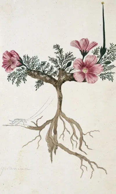 Monsonia Multifidum E Mey Ex Kunth With An Insect