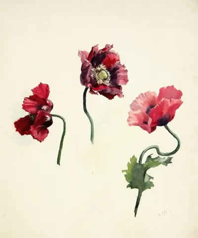 Moonioied