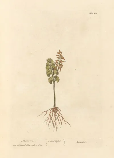 Moonwort