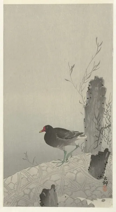Moorhen 2