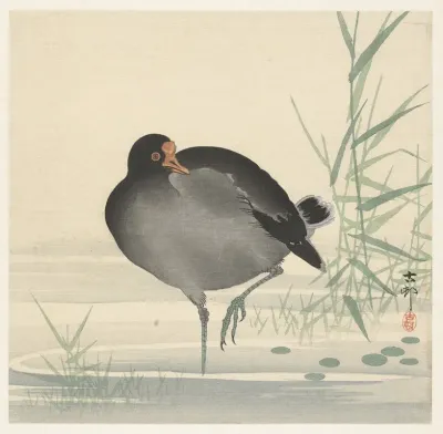 Moorhen