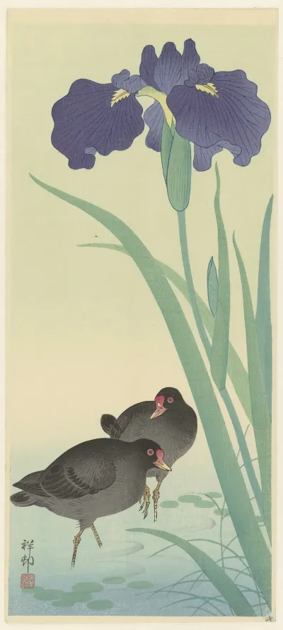 Moorhens And Iris