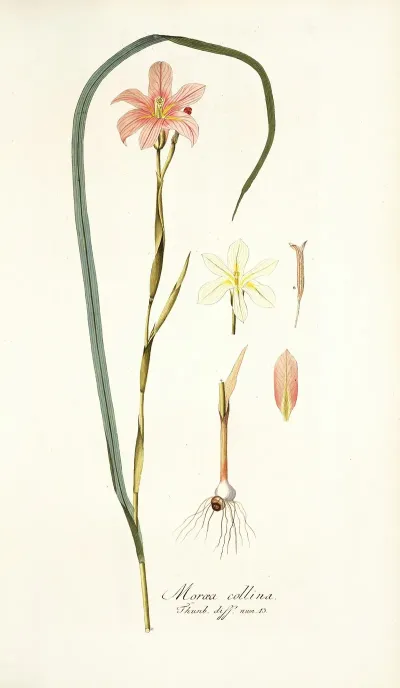 Moraea Collina