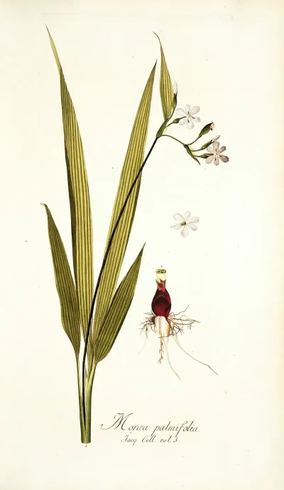 Moraea Palmifolia