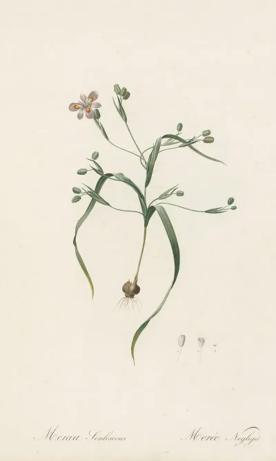 Moraea Sordescens 2