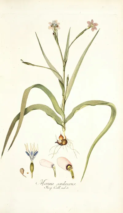 Moraea Sordescens