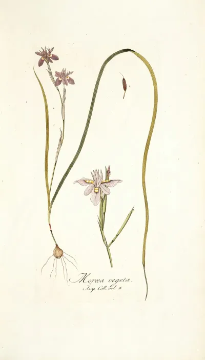 Moraea Vegeta
