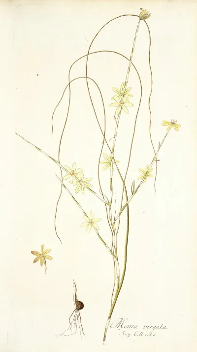 Moraea Virgata