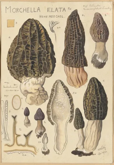 Morchella Elata