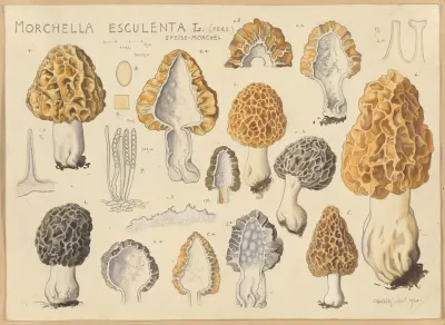 Morchella Esculenta L Pers