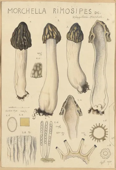 Morchella Rimosipes