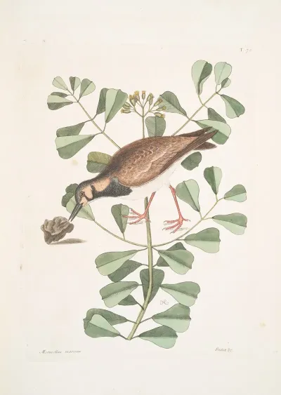 Morinellus Marinus The Turn Stone Or Sea Dottrel Frutex C