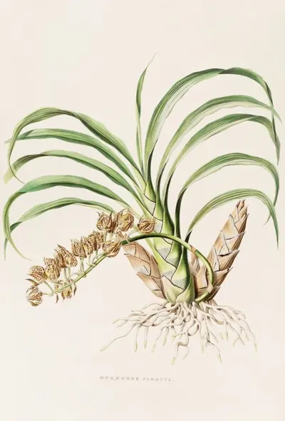 Mormodes Pardina
