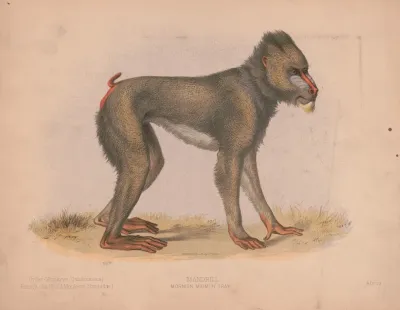 Mormon Maimon Gray