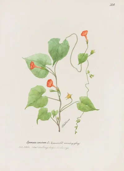 Morning Glory 3