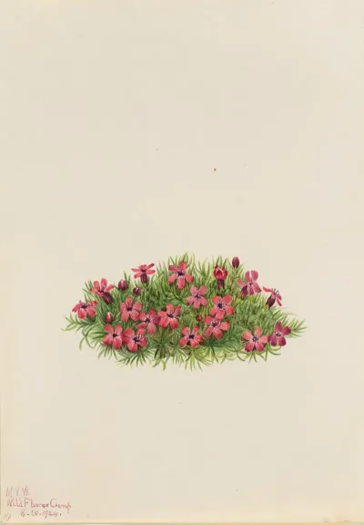 Moss Campion Silene Acaulis 2
