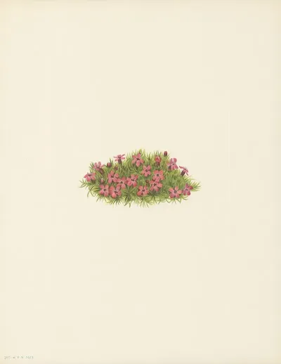 Moss Campion Silene Acaulis 3
