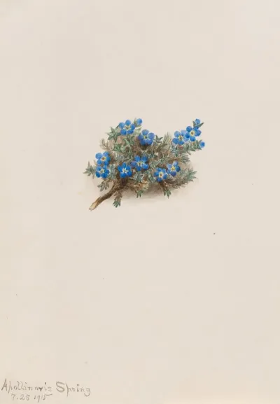Moss Forget Me Not Eritichum Elongatum