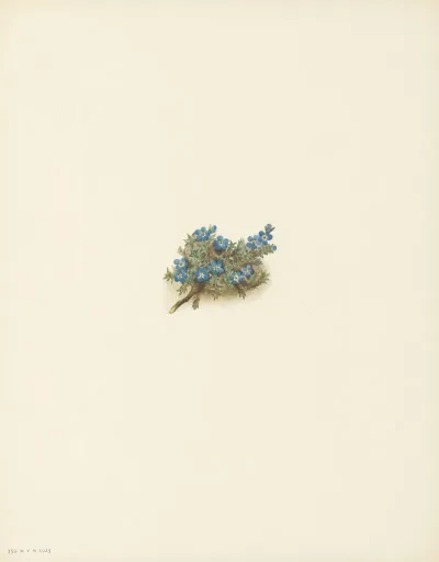 Moss Forget Me Not Eritrichum Elongatum 2