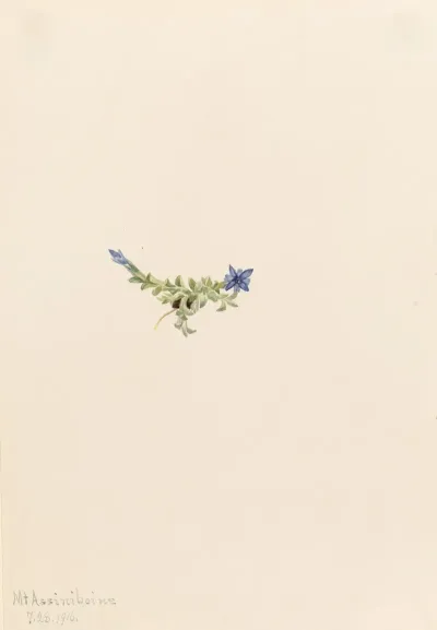 Moss Gentian Gentiana Prostrata 2
