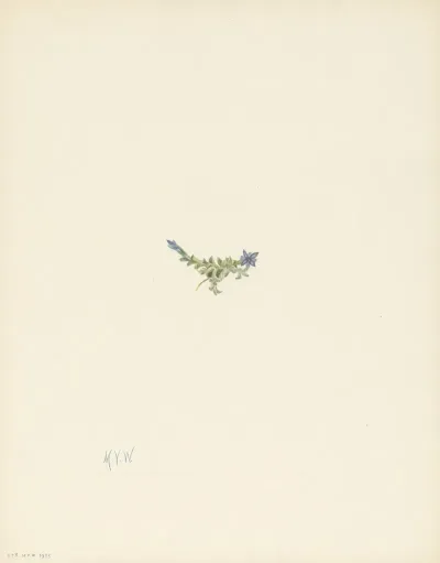 Moss Gentian Gentiana Prostrata 3